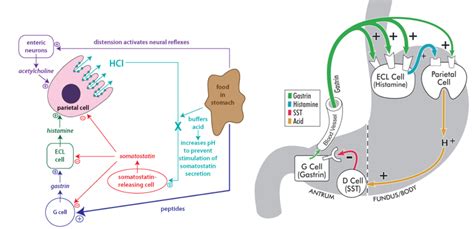 Regulation And Disorders Of Gastric Acid Secretion Physiology Unfinished Test And Flashcards