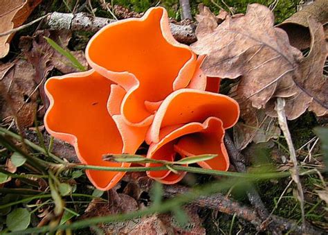 P Zize Orang E Aleuria Aurantia Toxicit Guide Des Champignons