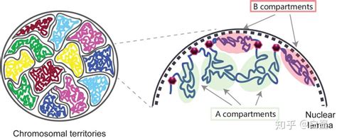 一文读懂三维基因组图文详解 知乎