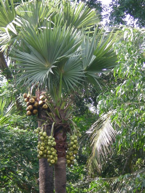 How To Plant A Palm Tree In Florida Elvis Killian