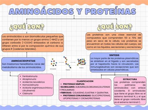 Mapa Conceptual De Proteinas Y Aminoacidos Images And Photos Finder