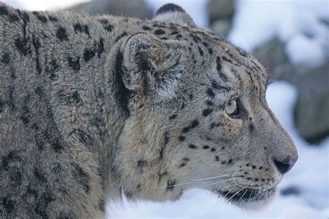 Wild Photography Of Jaguar With Snow Background, Snow - Snow Leopard ...