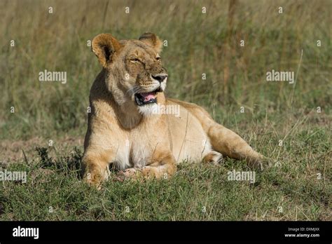 A Lion Lying In The Grass Ein Loewe Liegt Im Gras Male Stock Photo