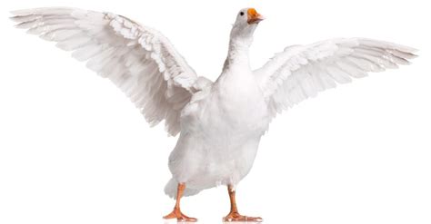 Goose Bird Facts | AZ Animals