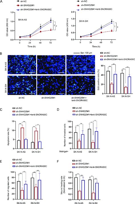 SNHG25 Promotes NB Cell Malignant Behaviors Via Upregulating SNORA50C