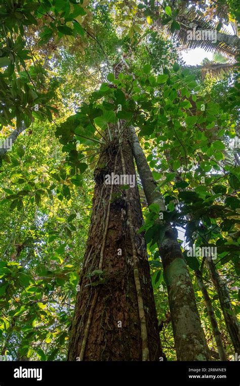 Foto Vertical Mirando Al Cielo De Un Denso Bosque Primario En La Selva