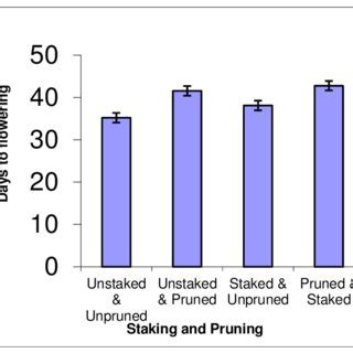 (PDF) Influence Of Staking And Pruning On Growth And Yield Of Tomato In ...