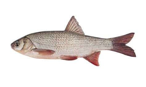 Freshwater Fish Ide Isolated on a White Background. Stock Photo - Image ...