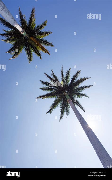 Upward View Of Palm Trees Big Island Of Hawaii Hawaii Usa Stock