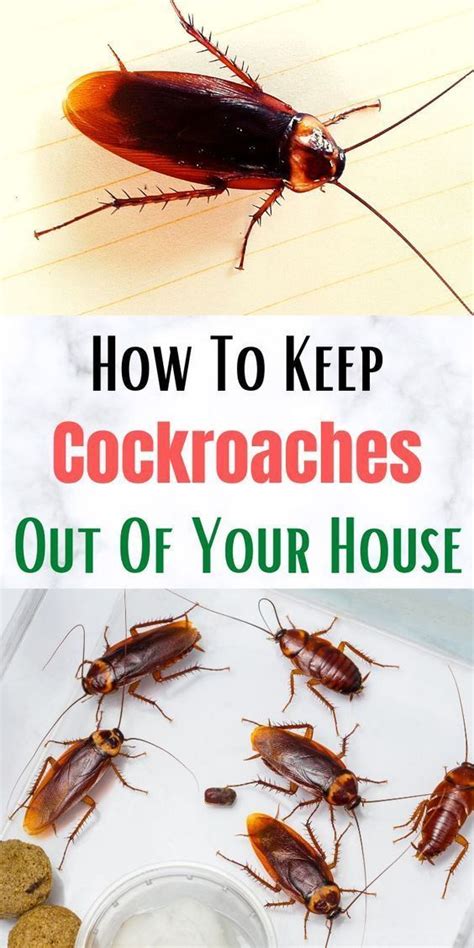 Clever Ways To Keep Cockroaches Away At Night In 2023 Cockroaches