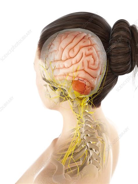 Female Nervous System Artwork Stock Image F006 7803 Science Photo Library