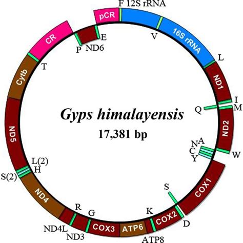 Complete Mitochondrial Genome Organization And Gene Arrangement Of Gyps