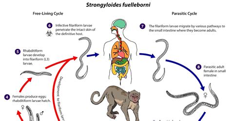 Bagan Siklus Hidup Ascaris Lumbricoides