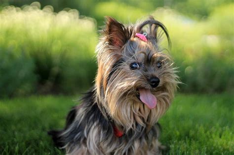 28 Best Hypoallergenic Dog Breeds in 2021 | DoggOwner