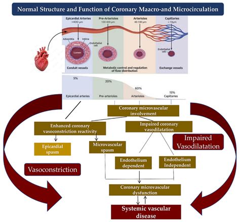 Biomedicines Free Full Text Pathophysiology And Outcomes Of