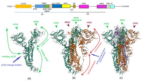 Vaccines Free Full Text S Protein Ace2 And Host Cell Proteases In