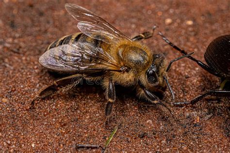 Abeja De Miel Occidental Para Adultos Imagen De Archivo Imagen De