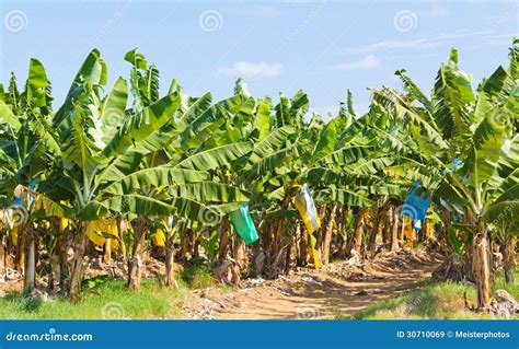 Banana Plantation Australia Stock Image Image Of Cultivated Tropical