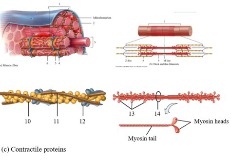 Bio Skeletal Muscle Fiber Diagram Quizlet