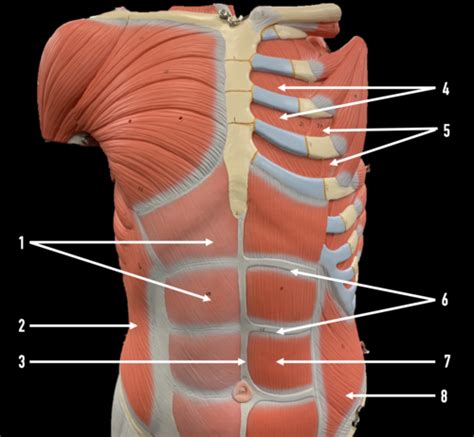 Thorax LAB Flashcards Quizlet