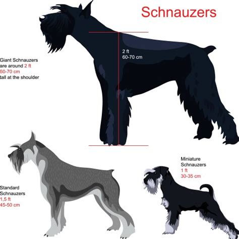 Schnauzer dog breed infographic Royalty Free Vector Image