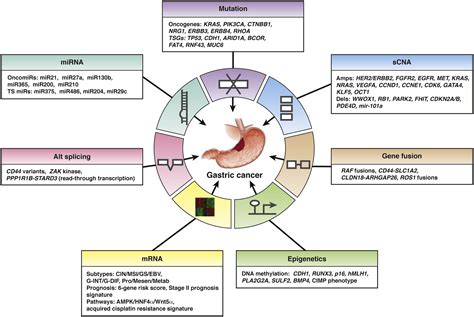 Genetics And Molecular Pathogenesis Of Gastric Adenocarcinoma