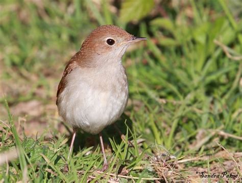 Nightingale - bird photos by Sandra Palme