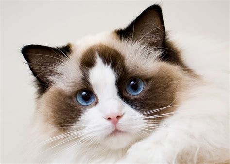 Conoce al gato Ragdoll fresco y seguro