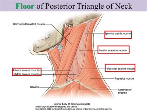 Posterior Triangle Flashcards Quizlet