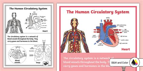 The Human Heart Poster Teacher Made Twinkl