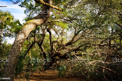 Florida Oak Tree Stock Photo - Download Image Now - Color Image, Forest, Horizontal - iStock