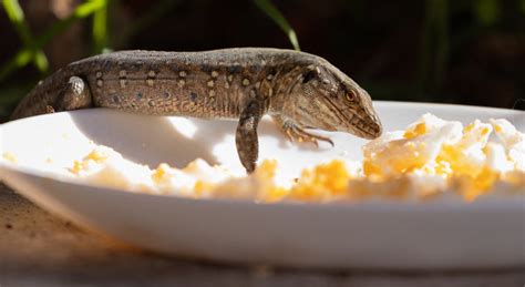 Healthy treat ideas for carnivorous reptiles! – The Bio Dude