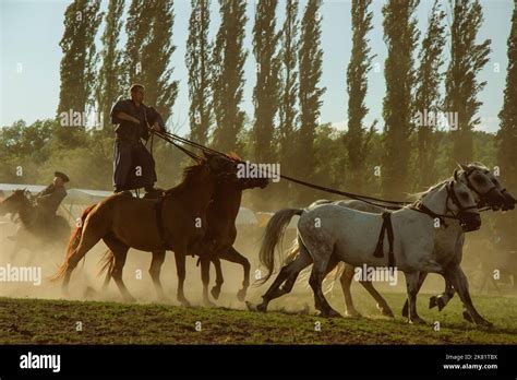 Hungarian Horseman Ride Five Horses He Wears The Traditional Hungarian