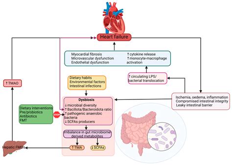 The Implication Of Gut Microbiome In Heart Failure Encyclopedia MDPI