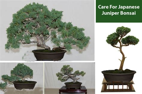 How To Care For Japanese Juniper Bonsai For Ideal Growth ...