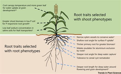 Crop Improvement From Phenotyping Roots Highlights Reveal Expanding