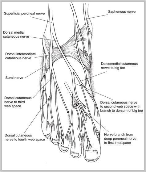 Nerves Of The Feet Image | Anatomy System - Human Body Anatomy diagram ...