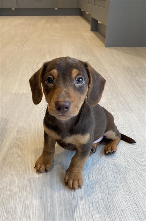 Black Dachshund Jack Russell Mix