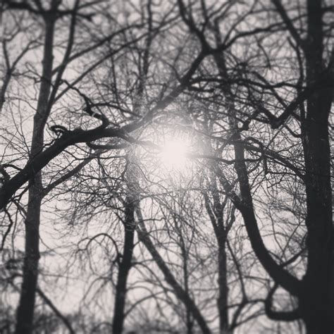 Free Images Tree Forest Branch Winter Light Black And White Sky