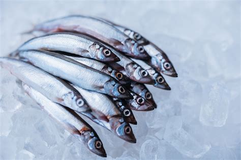 Capelin