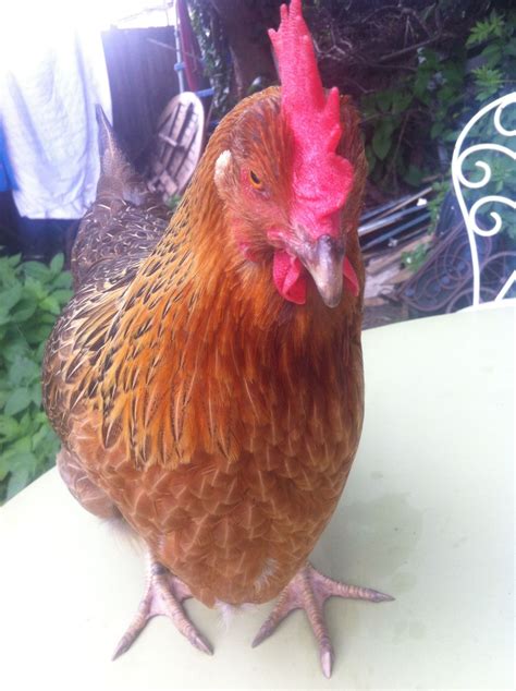 Sour Crop Backyard Chickens Learn How To Raise Chickens