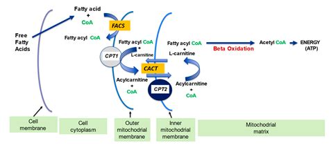 IJMS Free Full Text The Role Of L Carnitine In Mitochondria