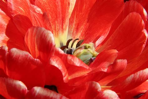 Tulpe Rot Makro Kostenloses Foto Auf Pixabay