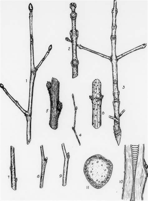 Learn How To Properly Recognize And Name Common Dormant Tree Species Mainly In Eastern North