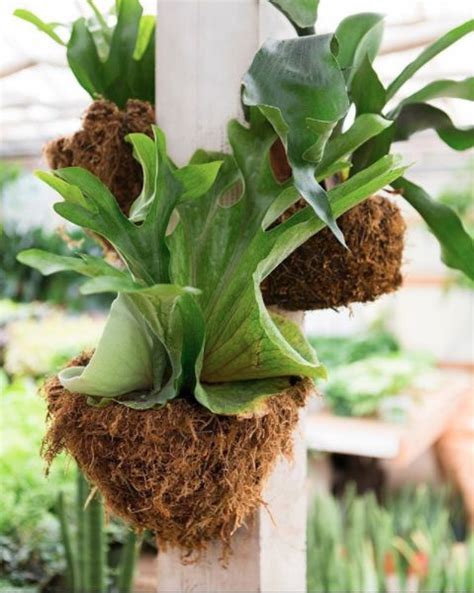 Outstanding Staghorn Fern Hanging Basket Green Artificial Plants