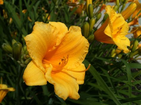 Garden Discoveries Yellow Daylilies