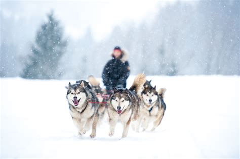 Dog Sledding near Me: A Top Secret Green Mountain Hidden Gem