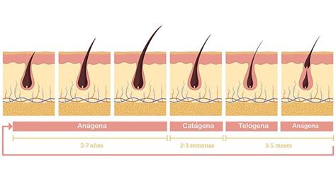 Cu Ntos Mm Crece El Pelo Al Mes Descubre La Verdad Sobre El