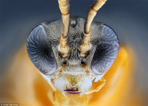 Photographer captures flies in exquisite detail by snapping each one 687 times through a ...