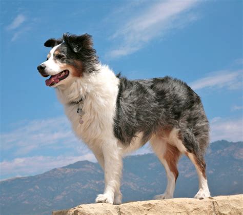 Australian Shepherd Adoption In Roselle Park Nj Australian Shepherd